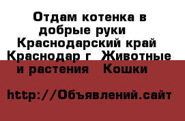 Отдам котенка в добрые руки  - Краснодарский край, Краснодар г. Животные и растения » Кошки   